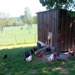 Hühner verlassen den Stall