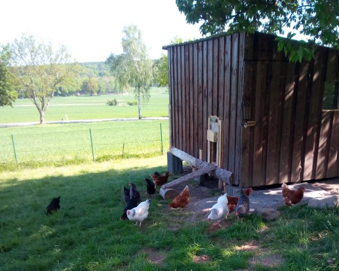 Hühner verlassen den Stall
